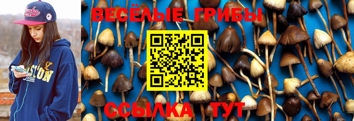 Псилоцибиновые грибы прущие грибы  Вход с VPN  Сокол 